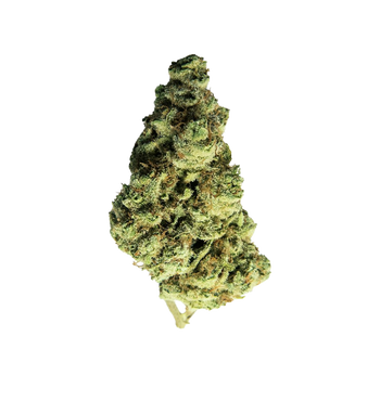 Last of Kush - CBD+ Bluten